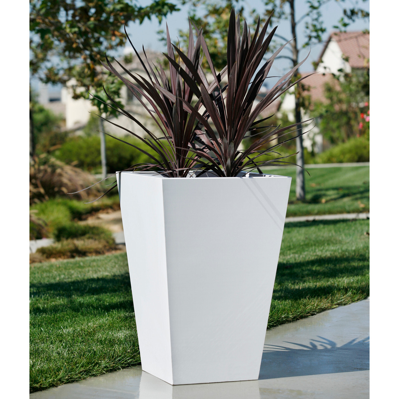 A striking burgundy cordyline contrasted in a stark white planter