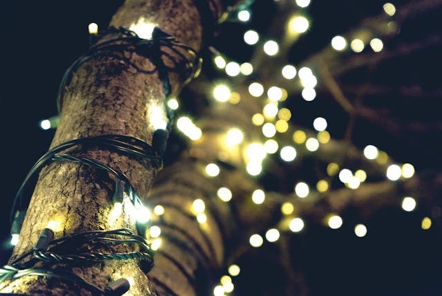 String lights wrapping a tree trunk